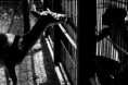 /album/allatsagok-/joygraphy-7-jpg/
